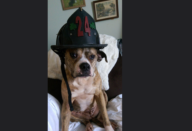 dog
