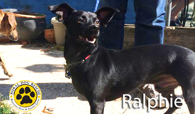 Ralfie - Rural Dog Rescue