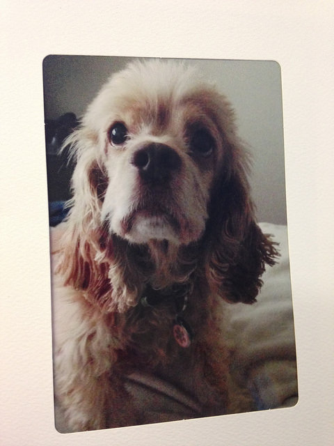 16262861398_da28e13779_z
