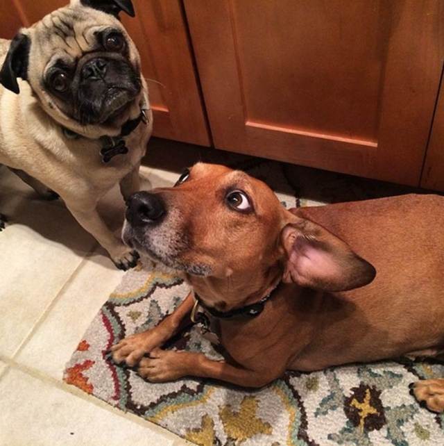 GeneralPicklesandGinger