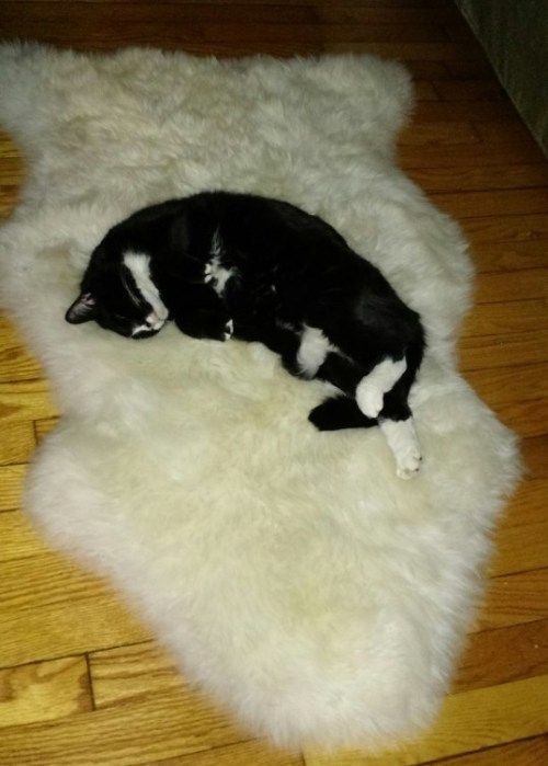 Rug cat