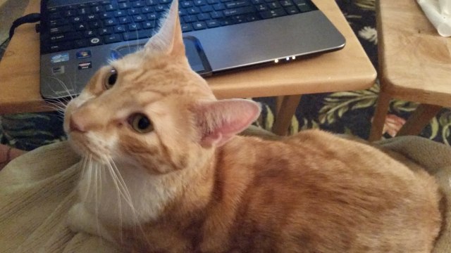 Topher, Silver Spring