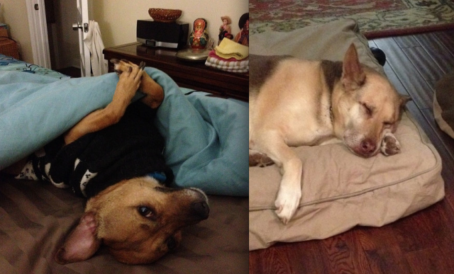 dogs