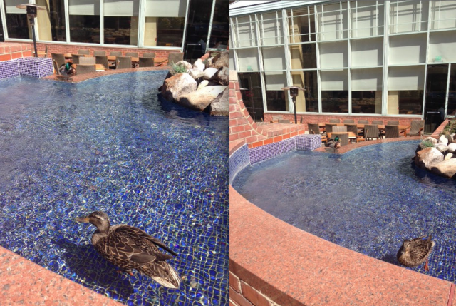 ducks