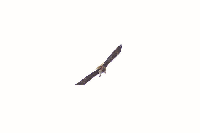 eagle_arboretum