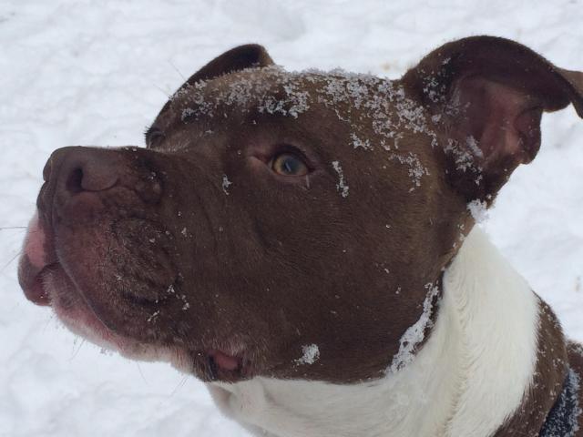 snowy bruner