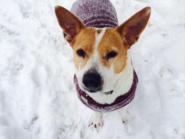 snowy lola