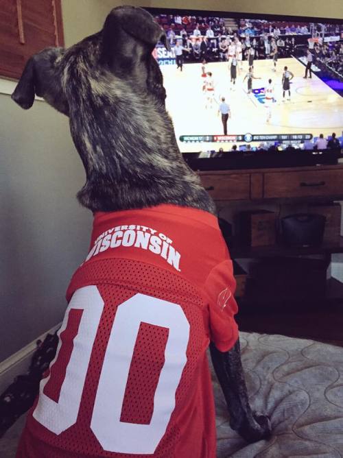 BadgerFan