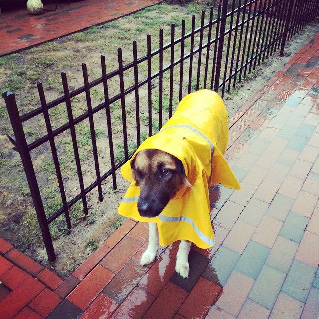 Tank in the rain