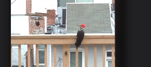 giant_woodpecker