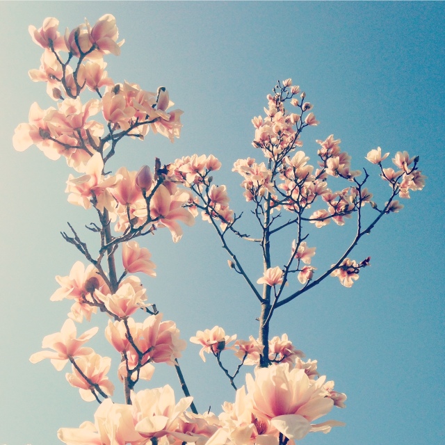 magnolia