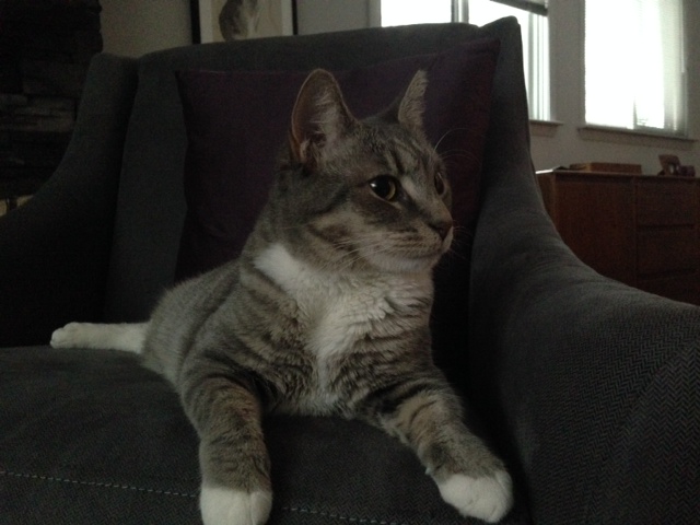 willow