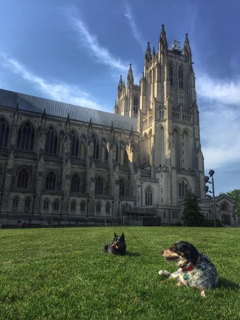 Cathedral puppies