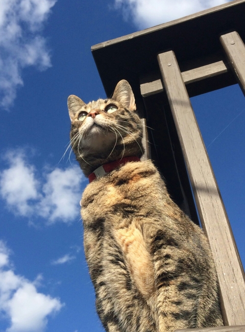 Lola-1