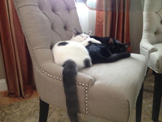 Moo and Boo
