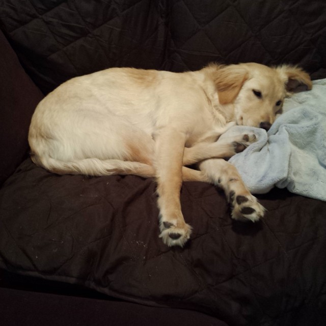 My Lady Fenway practicing sleep yoga in Truxton Circle