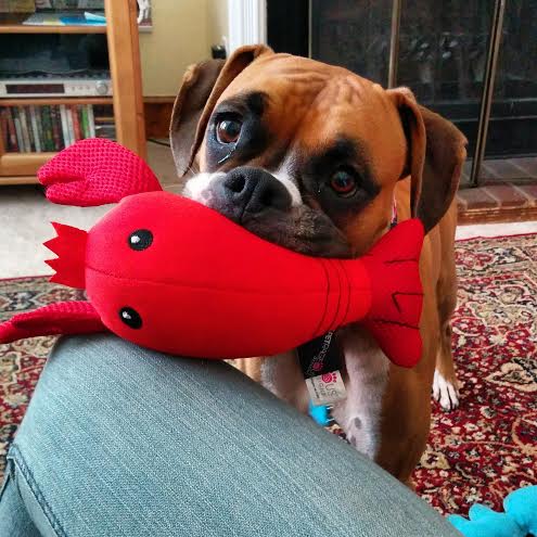 animal fix