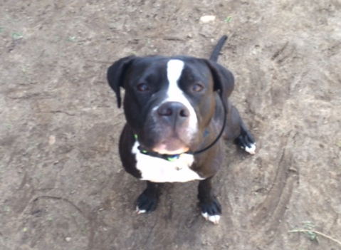 buddy