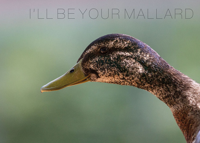 dueker_illbeyourmallard-a
