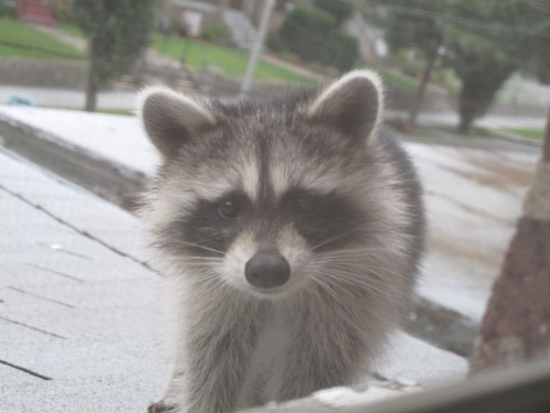 raccoon face