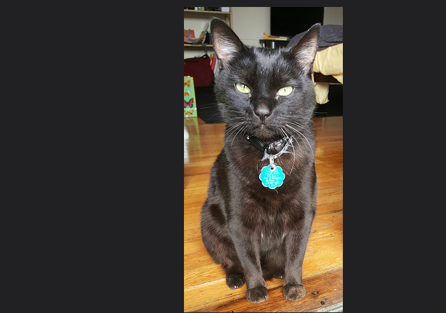 cat
