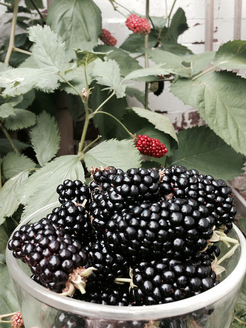 garden haul