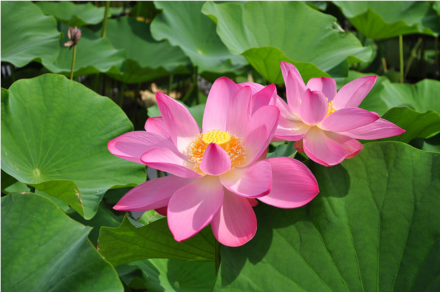 bloom