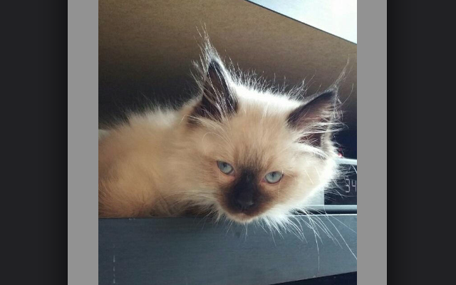 cat