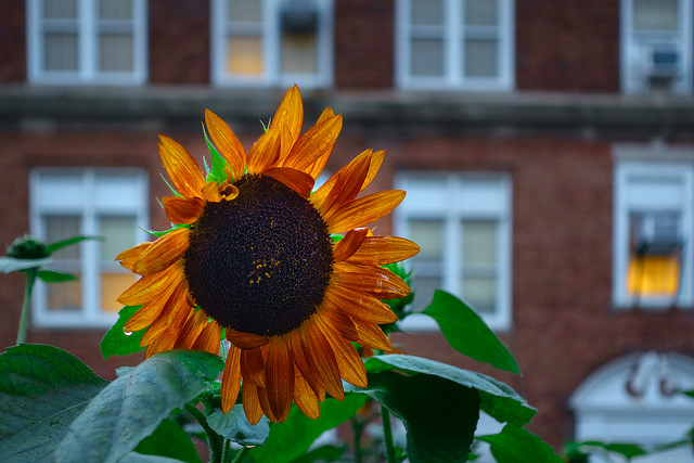 dc_neighborhood_news_popville