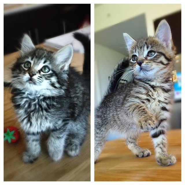kittens