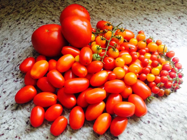 tomatoes