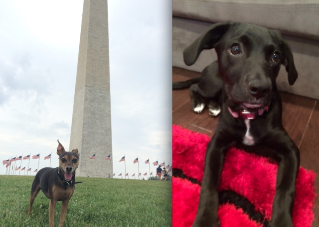 dogs
