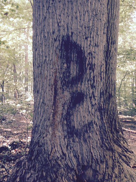 21246154196_5462587131_z