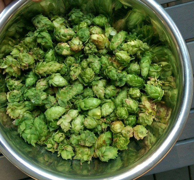 Hops