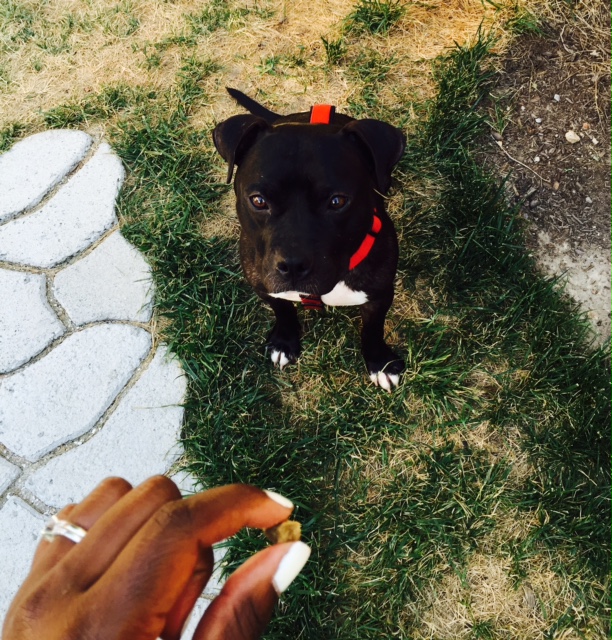 animal fix