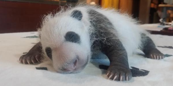 baby panda