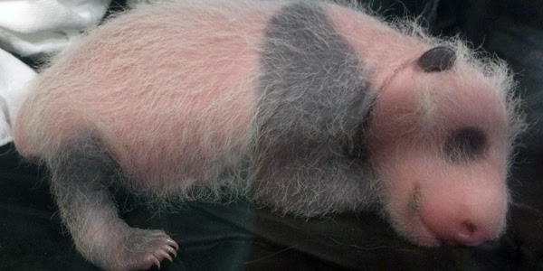 baby_panda