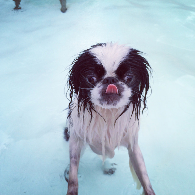 dog swim