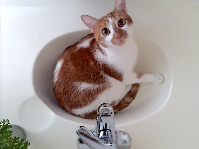 georgesink
