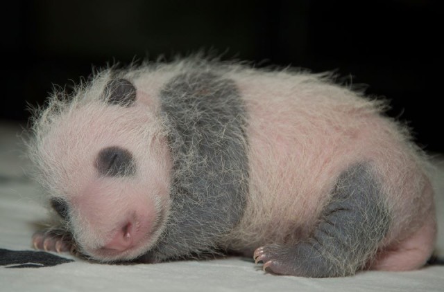panda patrol