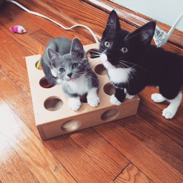 zcats