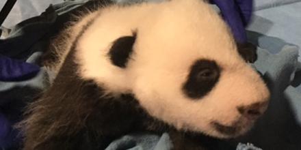 baby panda