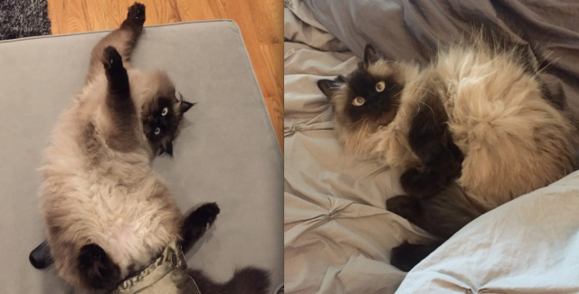 cats