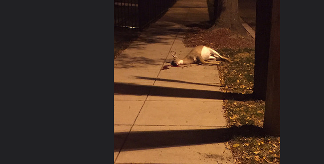 dead deer