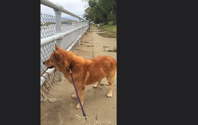 dog