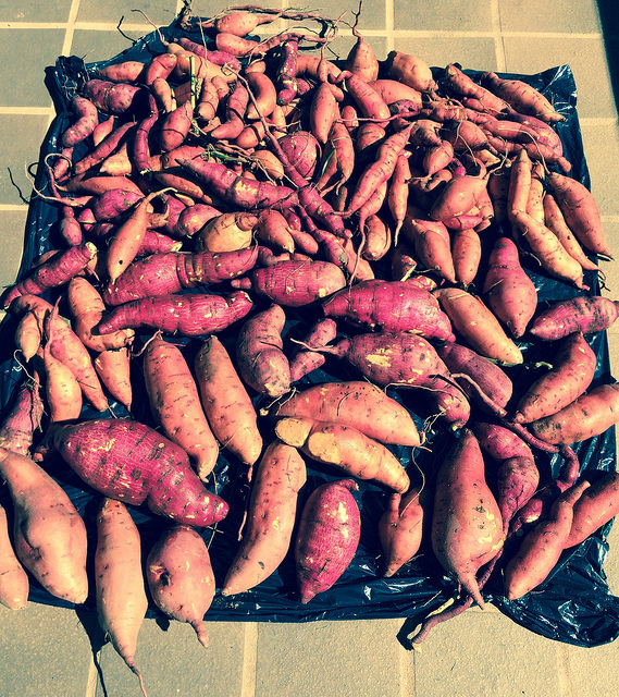 garden haul