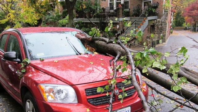 tree through windshield.Oct 2015