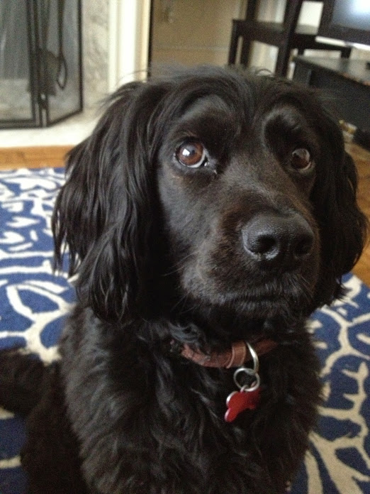 Harper sweet