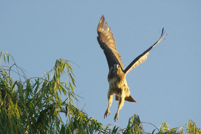hawk
