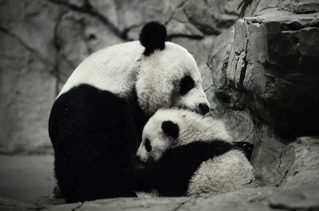 pandas